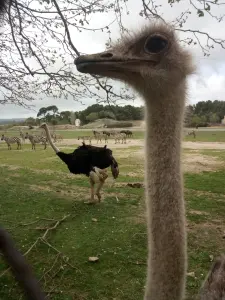 大きな公園