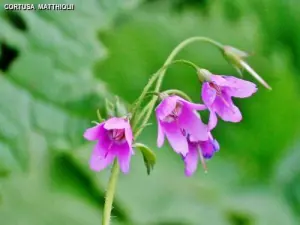 地域の植物の希少性（©Jean Espirat）