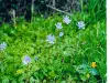 その地域の植物の希少性（©Jean Espirat）