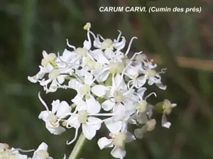 地元の植物（©Jean Espirat）