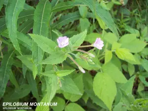 地元の植物（©J.E）