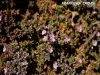 地元の植物 (© Jean Espirat)