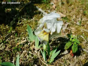 这不是一朵可爱的花吗？ （©Jean Espirat）