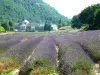 Campo de lavanda frente a la Abadía de Sénanque