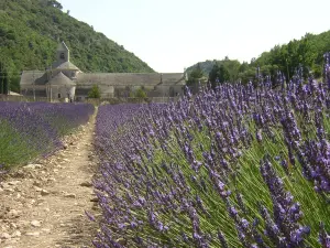 Abbaye de Sénanque (© Frantz)