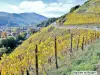 The Alsace Wine Route - Vineyard of Thann - Le Rangen (© Jean Espirat)