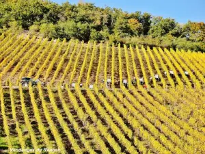 Vineyard of Thann - Le Rangen (© Jean Espirat)