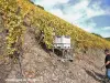 The Alsace Wine Route - Thann - Rangen harvest (© Jean Espirat)