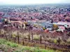 The Alsace Wine Route - Obernai seen from the vineyard (© Jean Espirat)