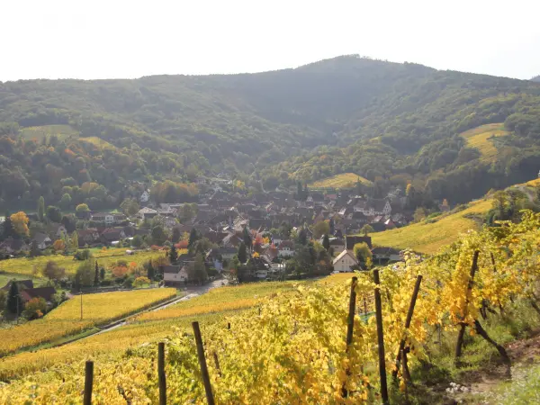 Vineyard of Kastelberg - Andlau