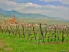 The Alsace Wine Route - Hunawihr Vineyard (© Jean Espirat)