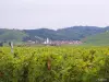 The Alsace Wine Route - Katzenthal vineyard (© Jean Espirat)