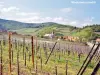 The Alsace Wine Route - Niedermorschwihr Vineyard (© Jean Espirat)