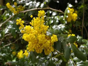 Berberis darwinii