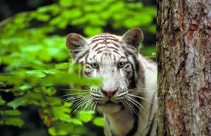 動物園ドゥボーバル（©Beauval Saint-Aignan Zoo）