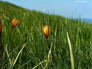 Flora, selten, des Grand Colombier (© Jean Espirat)