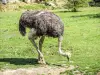 Female ostrich (© JE)
