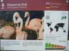 Information on the Chilean Flamingo