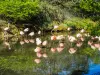 Chilean Flamingos (© JE)