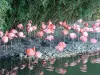 Greater Flamingos (© JE)