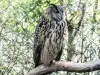 European Grand Owl (© JE)