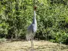 Common Crane (© JE)