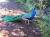 Peacock (© JE)