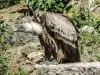 Griffon Vulture (© JE)