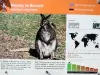Information on Bennett's Wallaby