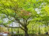 Hundred-year-old oak tree in the park (© JE)