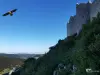 Il castello di Peyrepertuse - Peyrepertuse e l'aquila reale