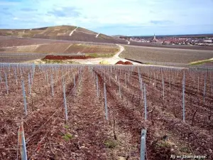 Vineyard Ay -en -Champagne ( © Jean Espirat )