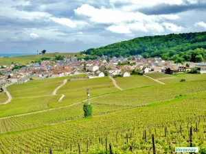 Weinberg und Dorf Verzenay gesehen Mühle ( © JE)