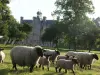 Vue du château en passant par le verger et ses habitants