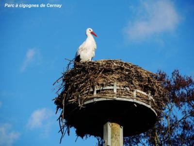 La Cigogne D Alsace Guide Tourisme Vacances