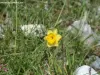Flore locale (© J.E)