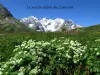 al giardino Botanico Alpino Col du Lautaret : a metà giugno, un po 'presto per osservare un flora sviluppati