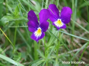 Un altro elemento della flora dei Vosgi (© Jean Espirat)