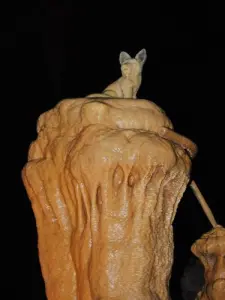 Petrified fox