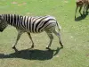 Zebra (© JE)