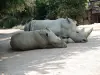Rhinoceros (© JE)