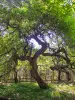 Fau oak (© J.E)