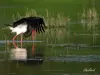 Cigogne noire en pêche - Lac du Temple