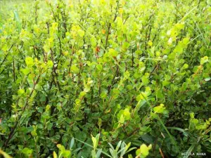 Haut Jura（©Jean Espirat）の植物の要素