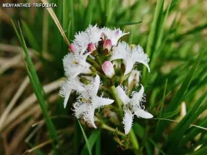 Haut Jura植物群的元素（©Jean Espirat）