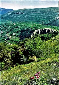 Pivoines sauvages sur le rebord ouest du plateau de Caussols (© J.E)