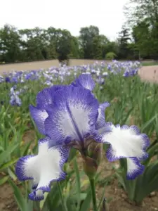 Iris CCVS van het Parc floral de la Source (© J. Danet)