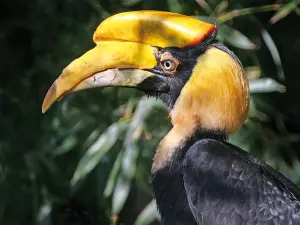 Hornbill bicornuate