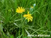 lokale Flora (© Jean Espirat)