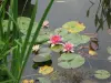 lelies in de Tuin van Monet